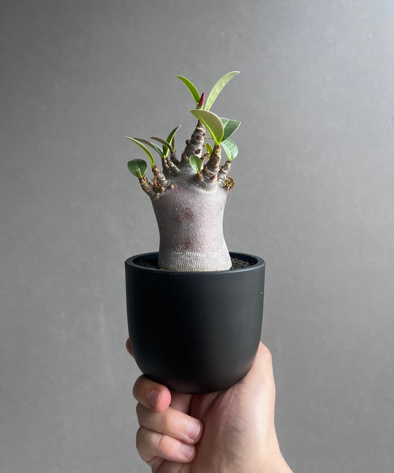 アデニウム アラビカム スーパー ドワーフ “ブラック” 「Adenium