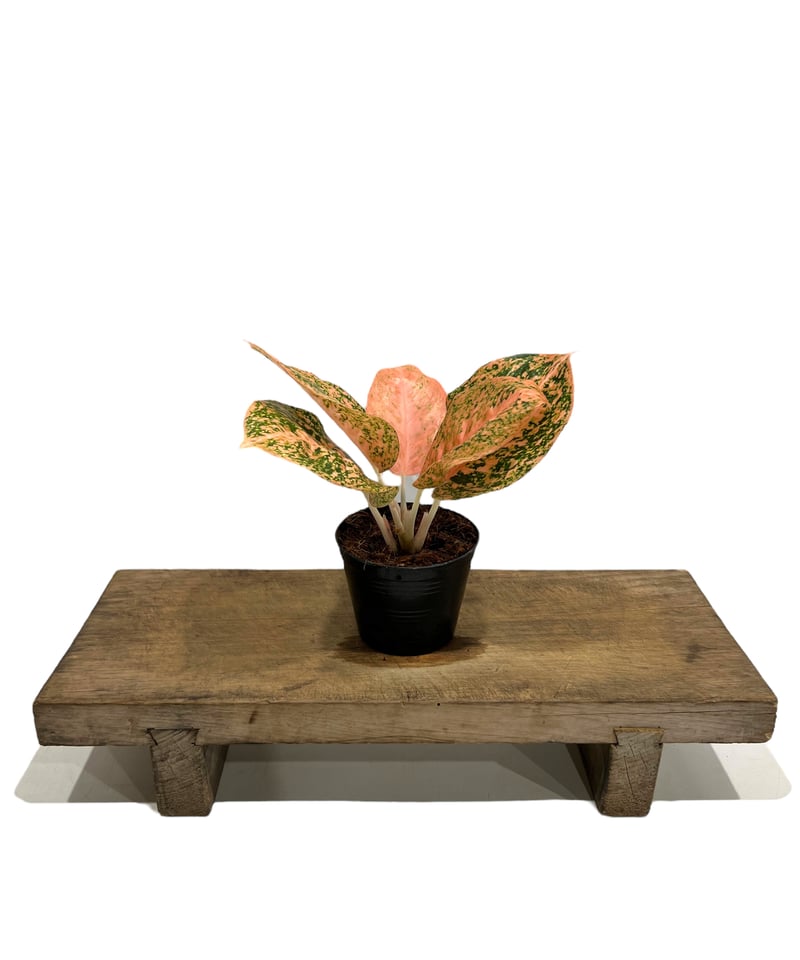 アグラオネマ スターダスト オレンジ 「Aglaonema Stardust アグラオネマ スターダスト オレンジ 「Aglaonema Stardust