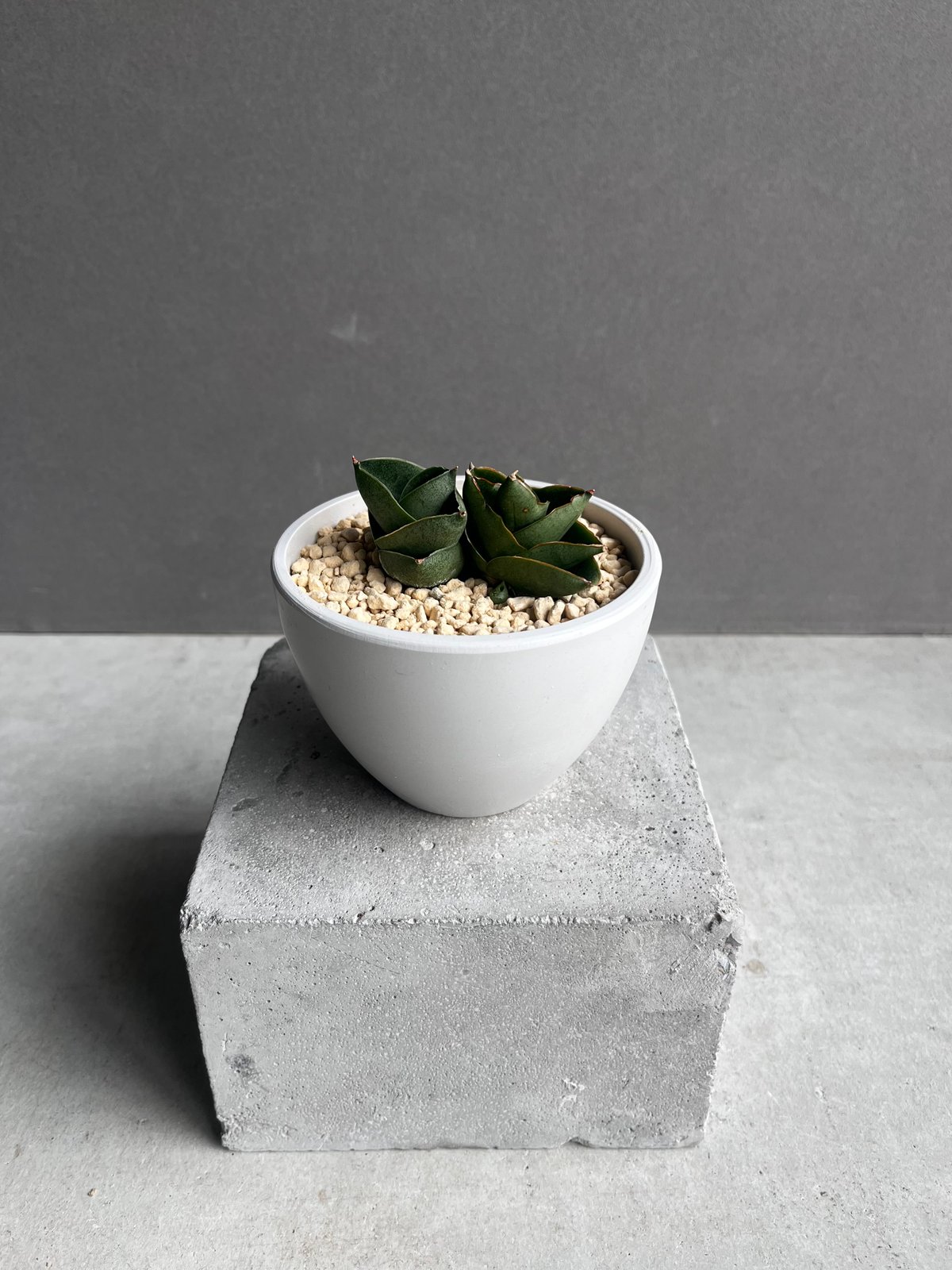 サンセベリア ベンジャロン「Sansevieria Benjarong」35Z | SHOUC