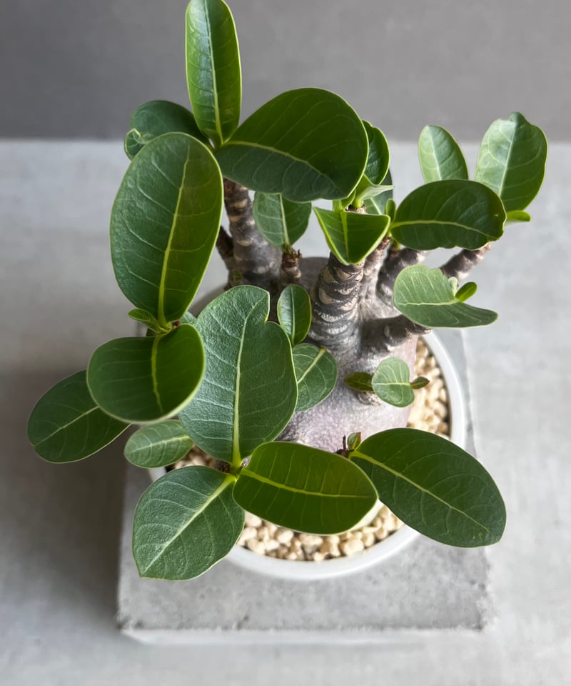 アデニウム アラビカム スーパー ドワーフ “ブラック” 「Adenium