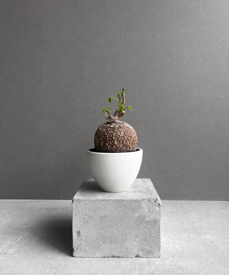 特価‼️グラギリス　コレクション株　コーデックス早い物勝ち‼️ CATEGORY コーデックス(塊根植物) | SHOUCHIKUEN