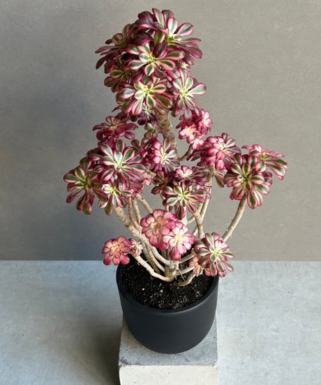 アエオニウム ‘シャネル’ 「Aeonium ‘Chanel’」11M