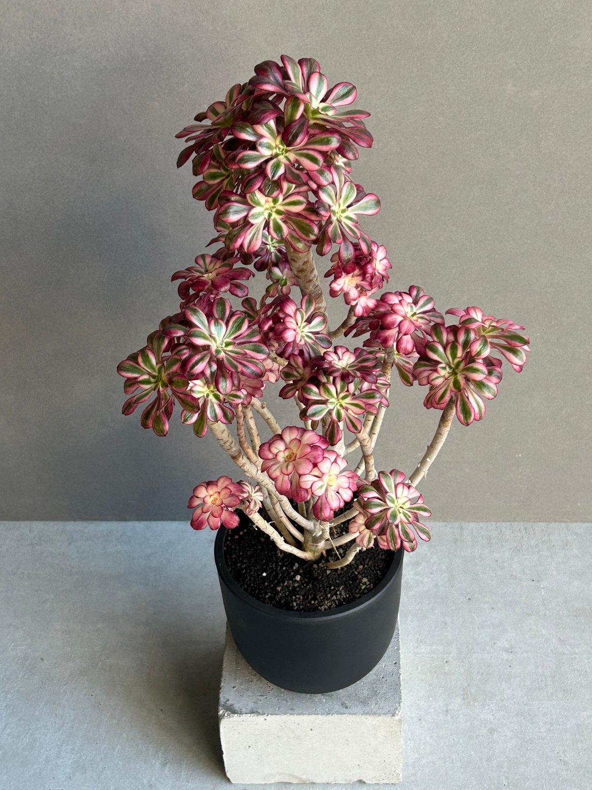 アエオニウム 'シャネル' 「Aeonium 'Chanel'」11M | SHOUCHIKUEN