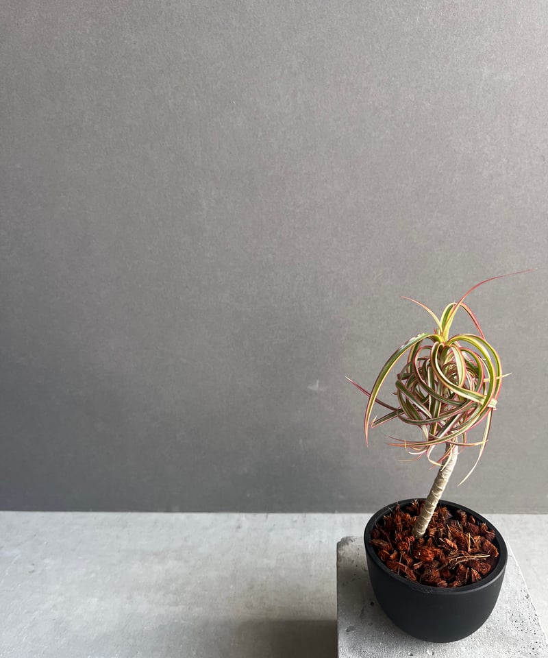 スプモーニさま専用　ドラセナ　キュンティ スプモーニさま専用 ドラセナ キュンティ