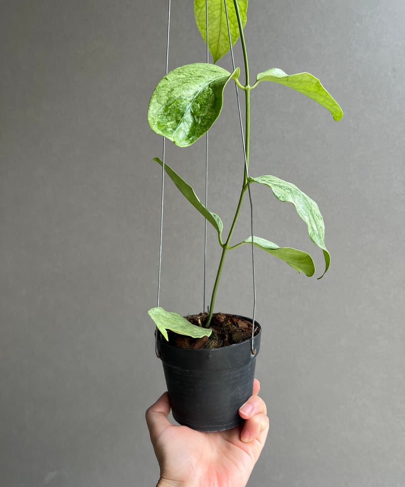 ホヤ コリアセア シルバー 「Hoya coriacea Silver」67S | SHOUC