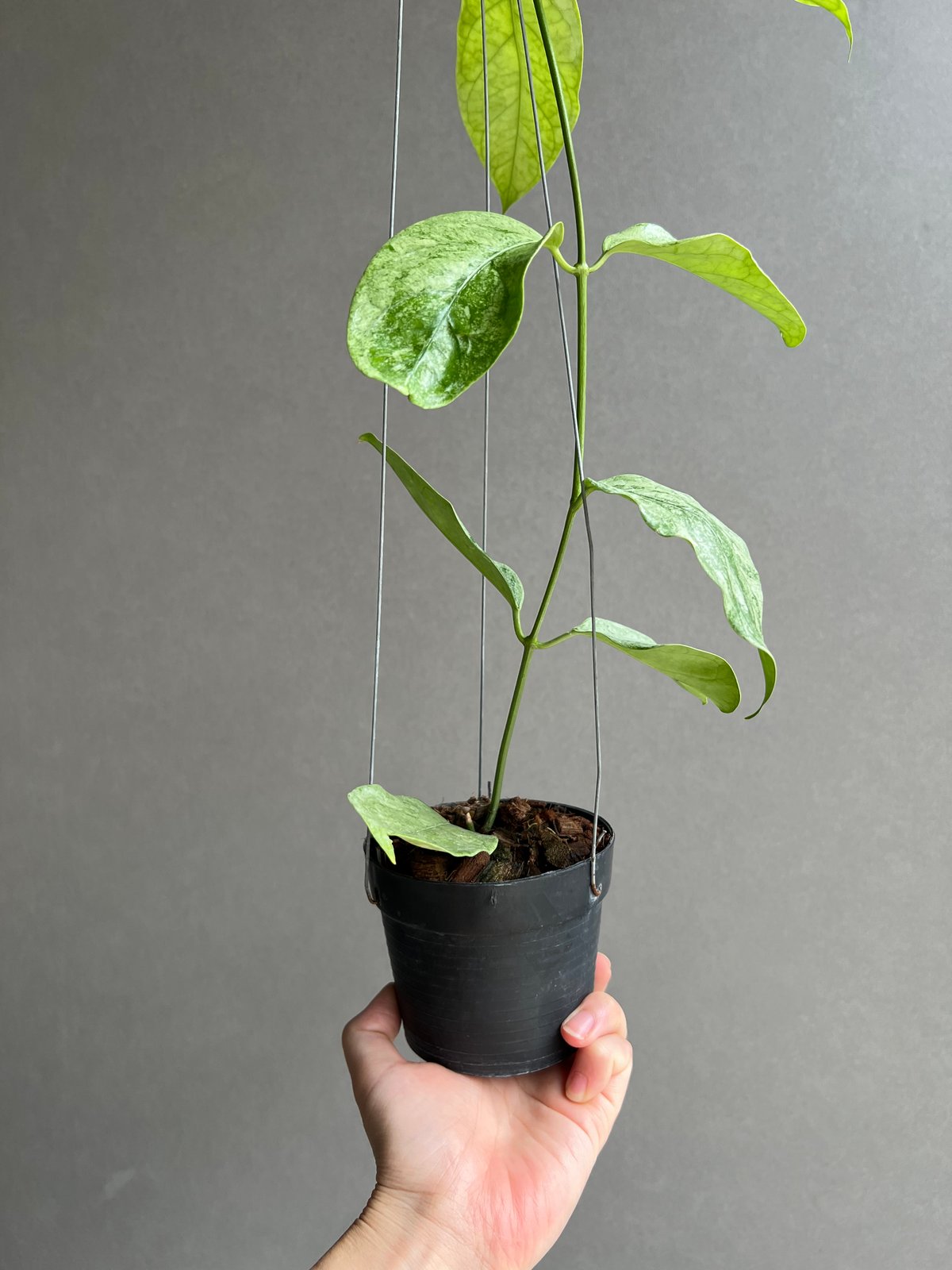 ホヤ コリアセア シルバー 「Hoya coriacea Silver」67S | SHOUC