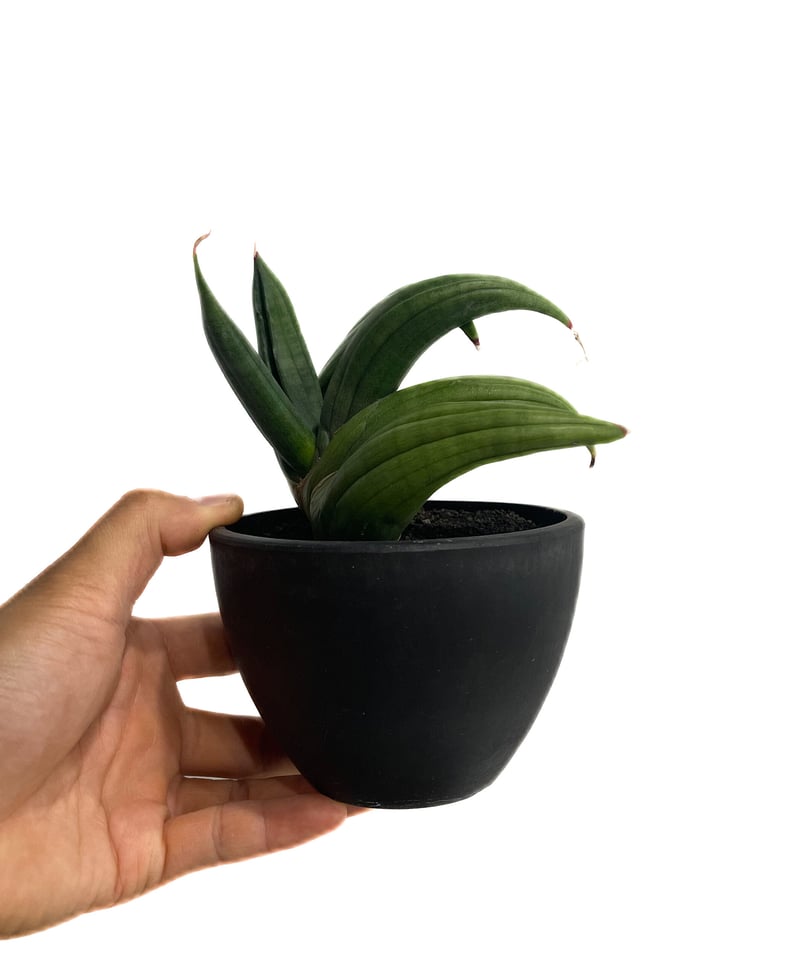 サンセベリア アンヤマニー ハイブリッド “トルネード”「Sansevieria