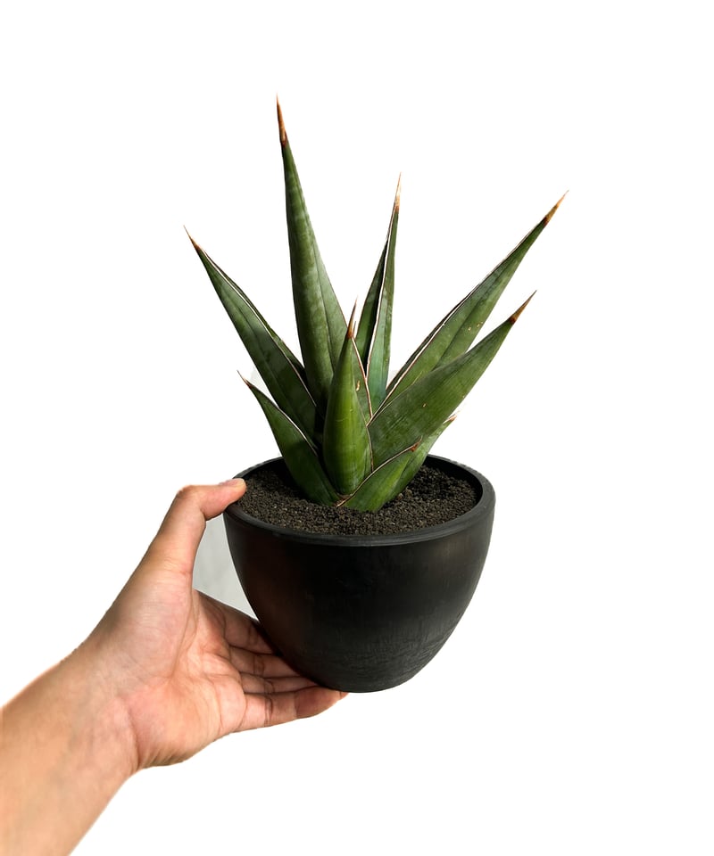 ア*ロ様 【極上斑　サンスベリア・ピングイキュラ　バリエガータ】 サンスベリア ピングイキュラ 斑入り SANSEVIERIA PINGUICULA