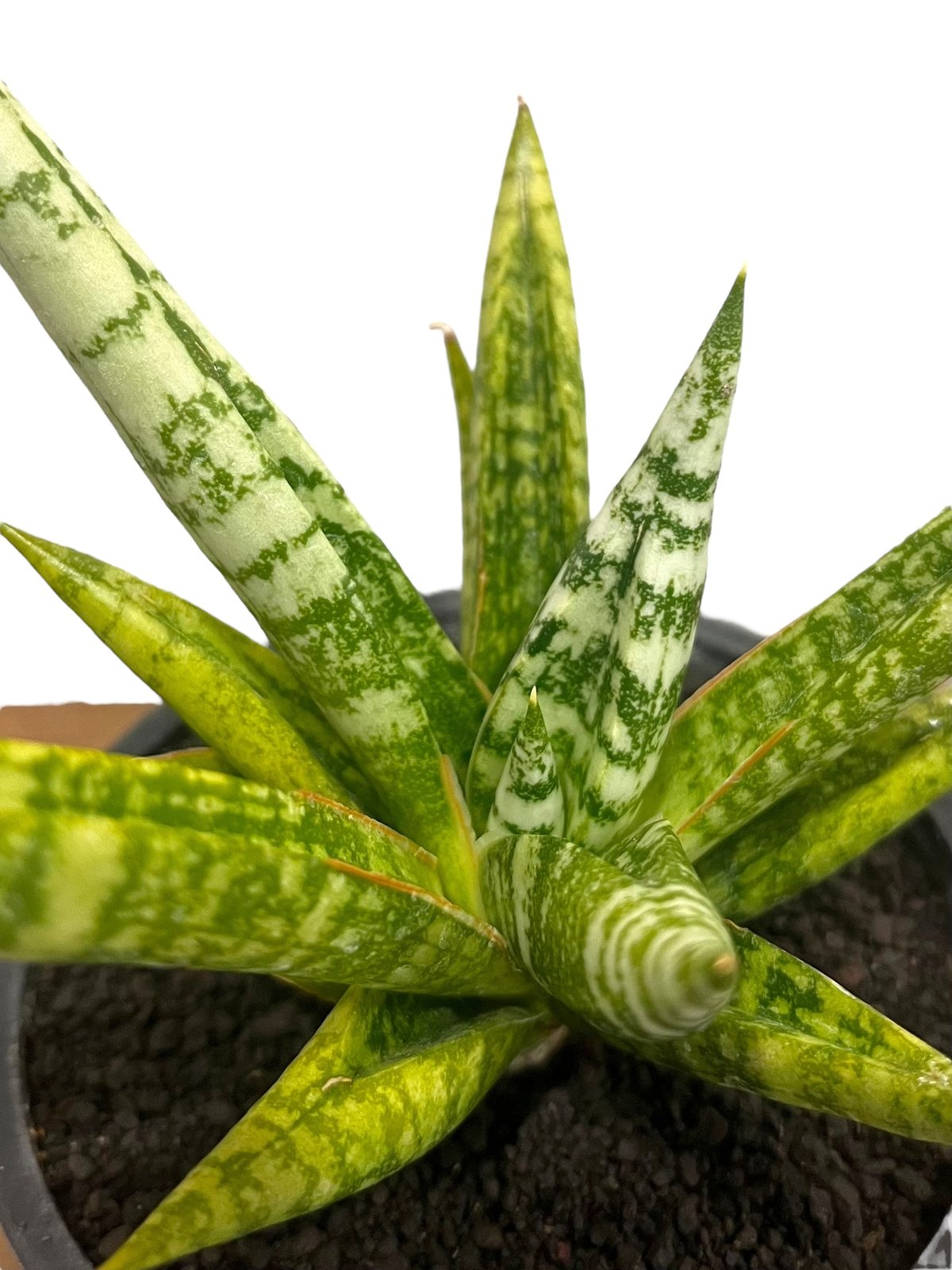 サンスベリア Sansevieria Zebra サンセベリア ゼブラ 「Sansevieria Zebra (by Unyamanee Gar