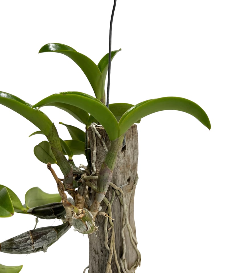 カトレア ノビリオール アマリア 「Cattleya nobilior var. amalia