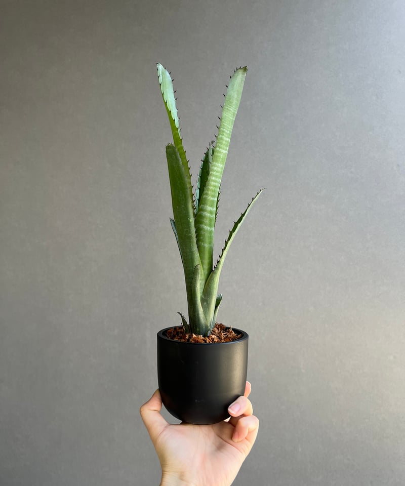 ビルベルギア オーバー ザ ムーン 「Billbergia Over The Moon ビルベルギア オーバー ザ ムーン 「Billbergia Over The Moon