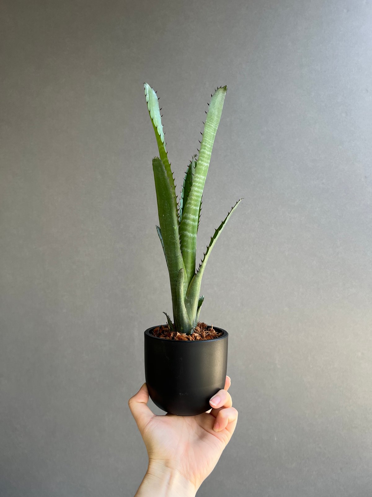 ビルベルギア オーバー ザ ムーン 「Billbergia Over The Moon」26A