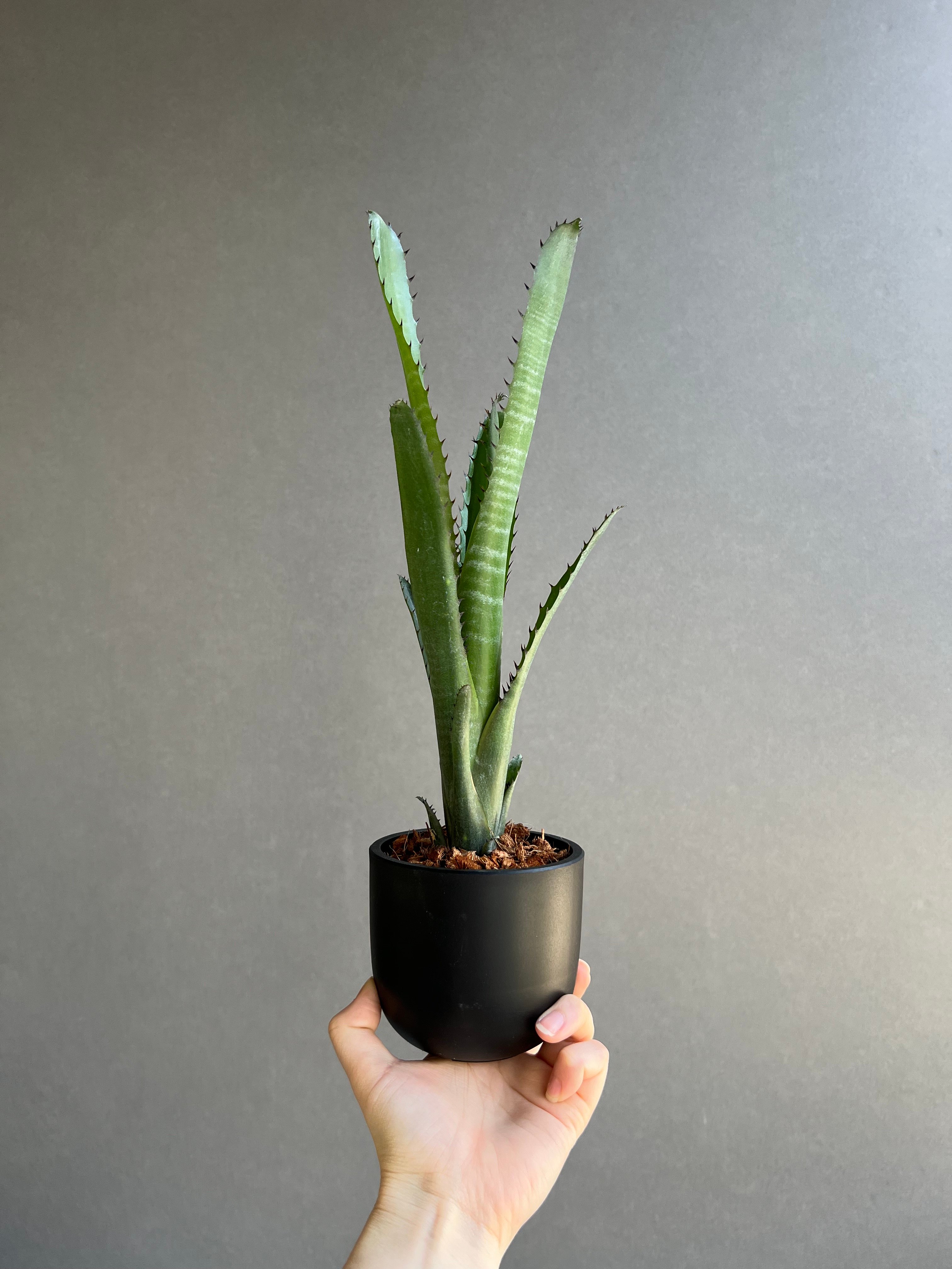 ビルベルギア オーバー ザ ムーン 「Billbergia Over The Moon」26A