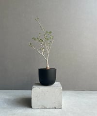 サンセベリア ノック ユン「Sansevieria Nok Yung」60I | SHOUCH