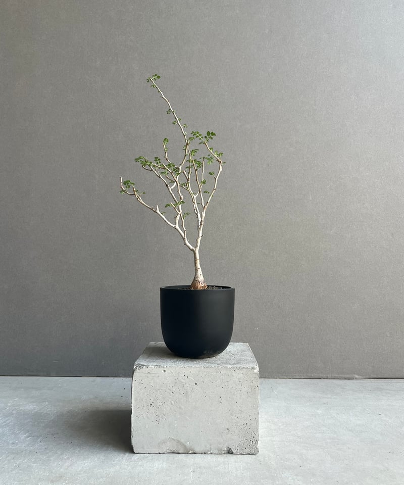 パキコルムス ディスカラー “象の木” (実生苗) 「Pachycormus discolor