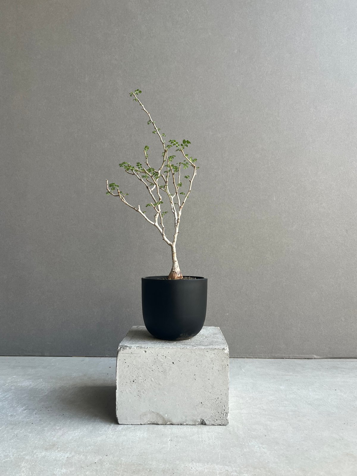 パキコルムス ディスカラー “象の木” (実生苗) 「Pachycormus discolor