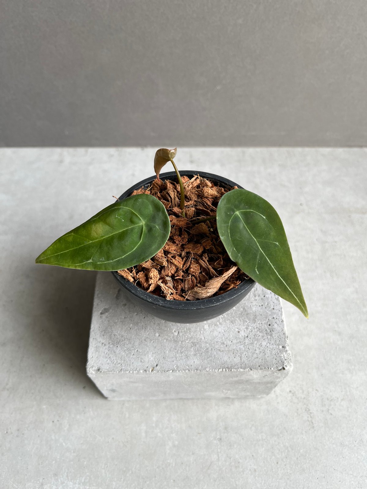 アンスリウム フォルゲッティ ドワーフ 「Anthurium forgettii アンスリウム フォルゲッティ ドワーフ 「Anthurium forgettii