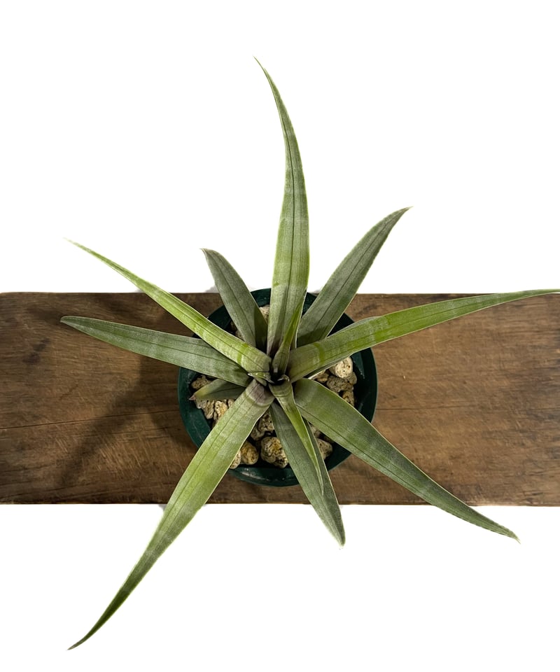 ティランジア ヒルダエ ワイドリーフ「Tillandsia hildae Wide Leaf」