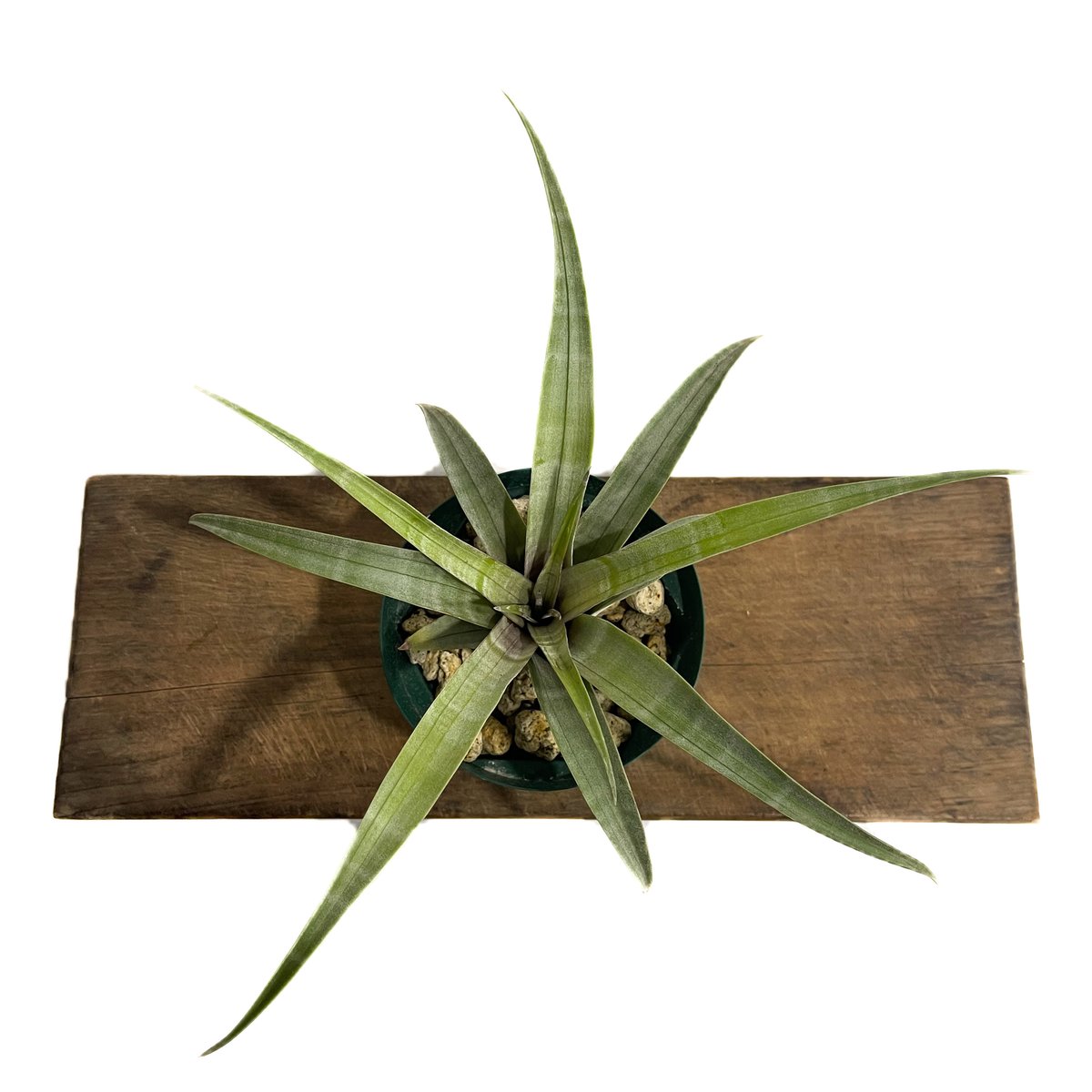 ティランジア ヒルダエ ワイドリーフ「Tillandsia hildae Wide