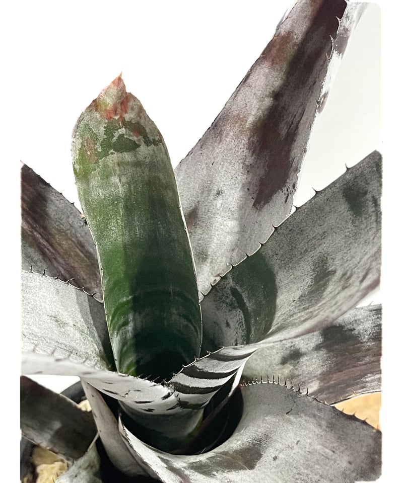 エクメア チャンティニー シルバー トップ「 Aechmea chantinii Silver