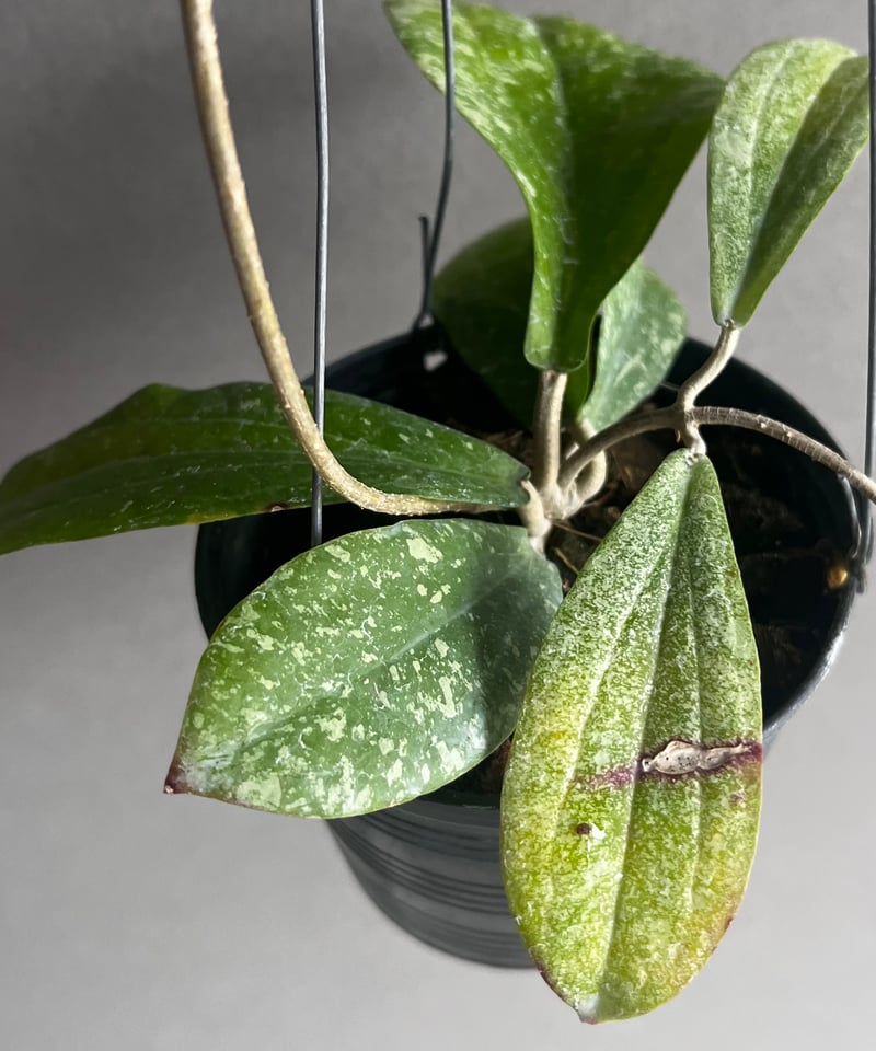 ホヤ エリスリナ スプラッシュ 「Hoya erythrina splash」16V ホヤ エリスリナ スプラッシュ 「Hoya erythrina splash」16V