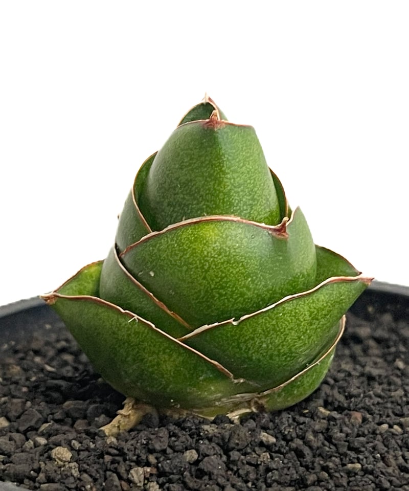 サンセベリア アンヤマニー ハイブリッド SP020 ドワーフ タイプ7-70