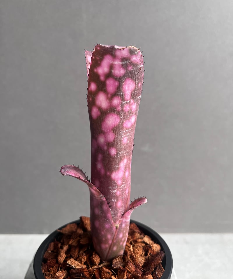 ビルベルギア インセンディアリー デライト 「Billbergia Incendiary De