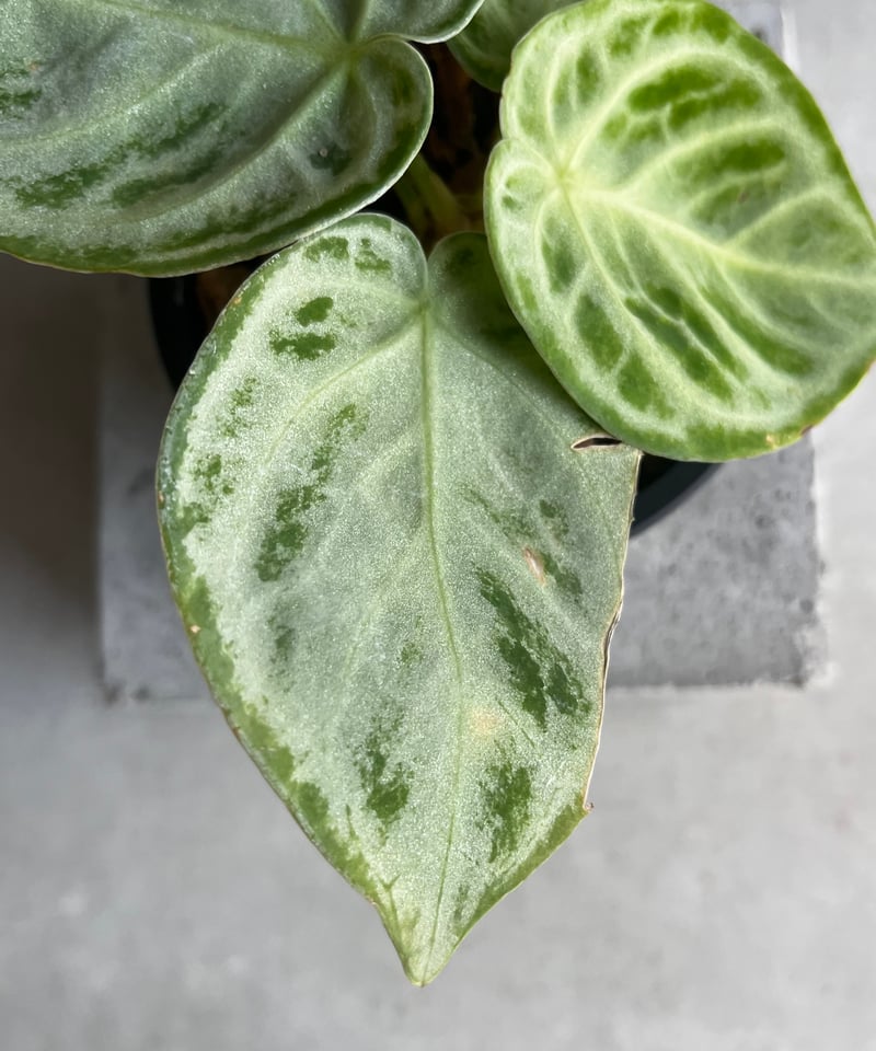 アンスリウム ドラヤキ シルバー 「Anthurium Dorayaki Silver」15A