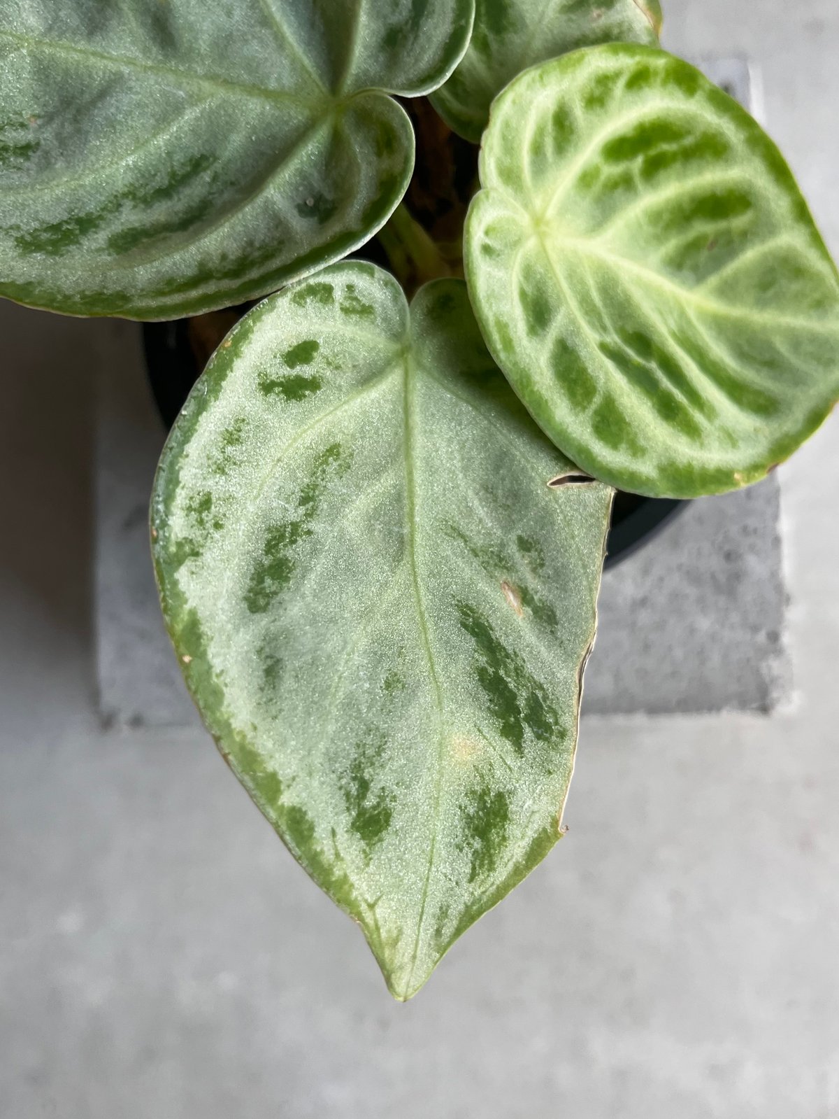 アンスリウム ドラヤキ シルバー 「Anthurium Dorayaki Silver