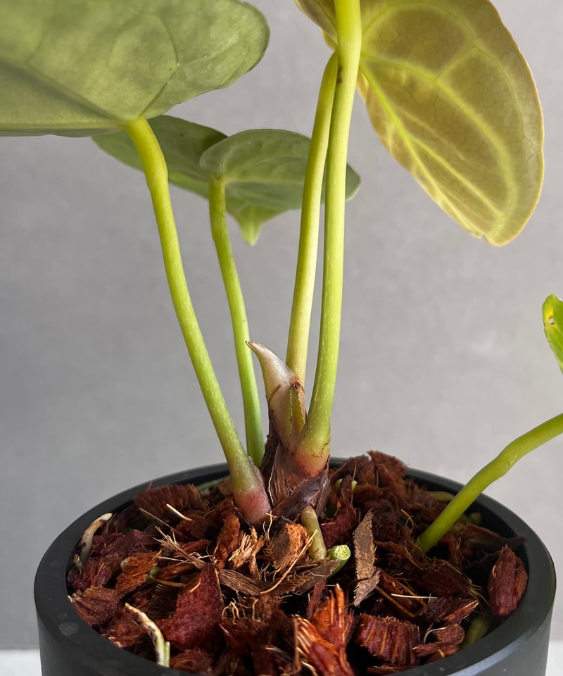 アンスリウム ドラヤキ x パピリラミナム 「Anthurium Dorayaki アンスリウム ドラヤキ x パピリラミナム 「Anthurium Dorayaki