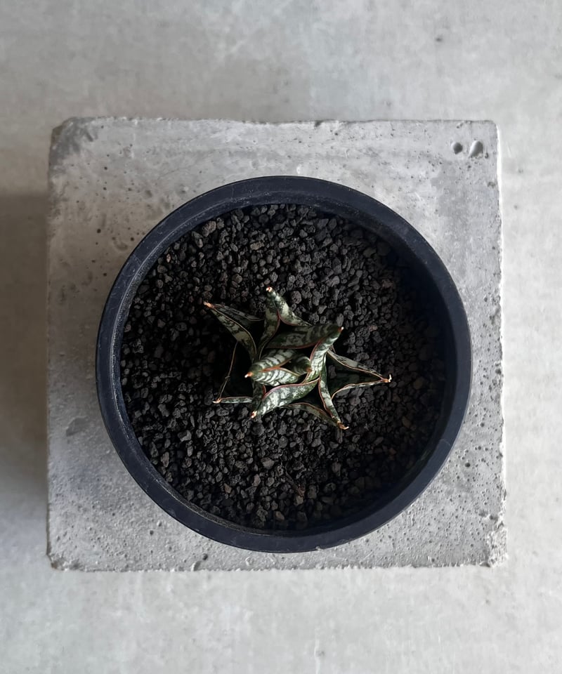 サンセベリア ニラパット(ドワーフ) 「Sansevieria Nilaphat (by Un