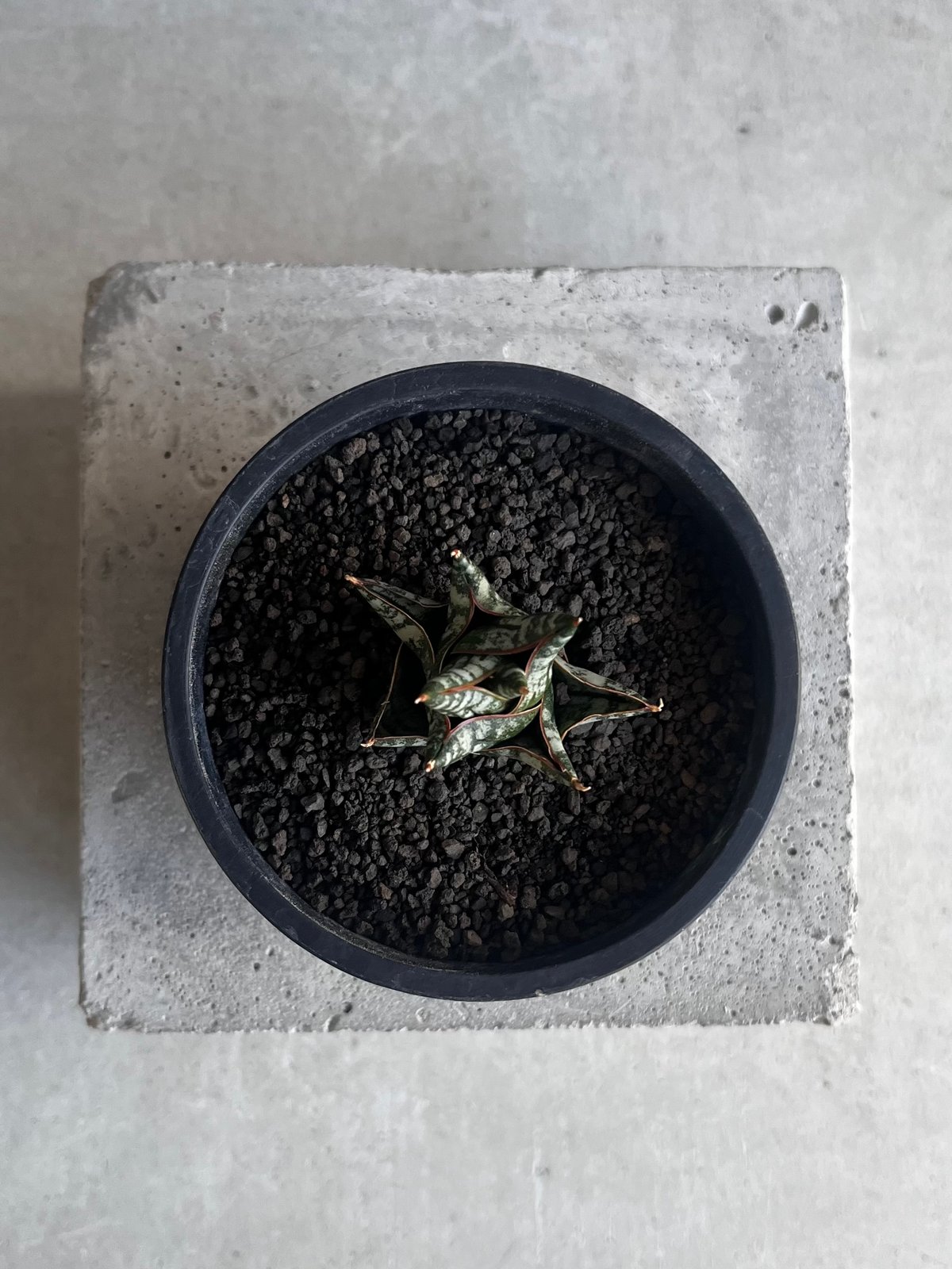 サンセベリア ニラパット(ドワーフ) 「Sansevieria Nilaphat (by Un