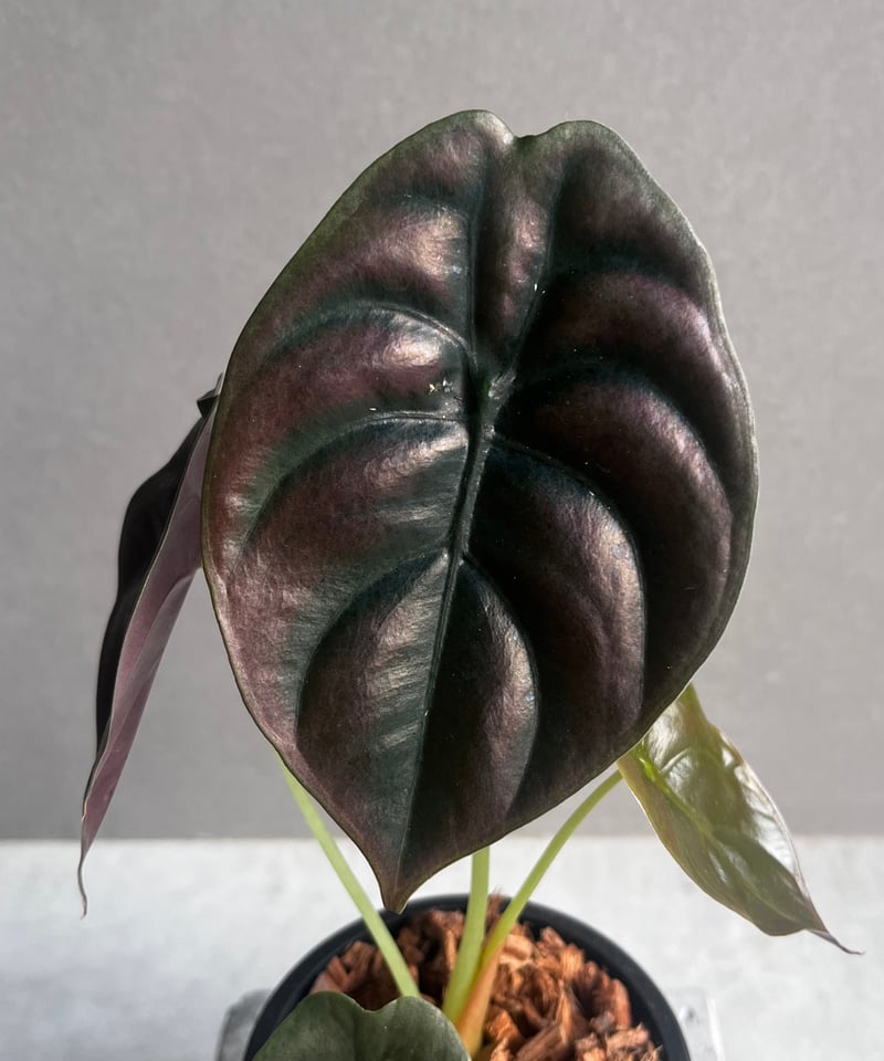 アロカシア クプレア “レッドシークレット” 「Alocasia cuprea “Red Se