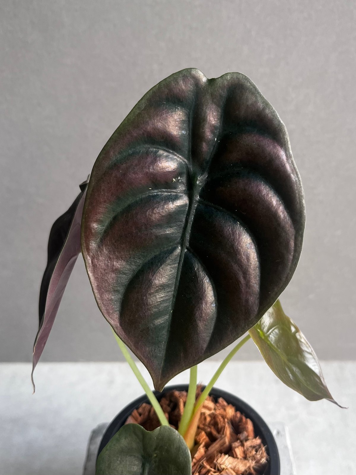 Alocasia cuprea varigated/アロカシア クプレア斑入り② Alocasia cuprea varigated/アロカシア クプレア斑入り②