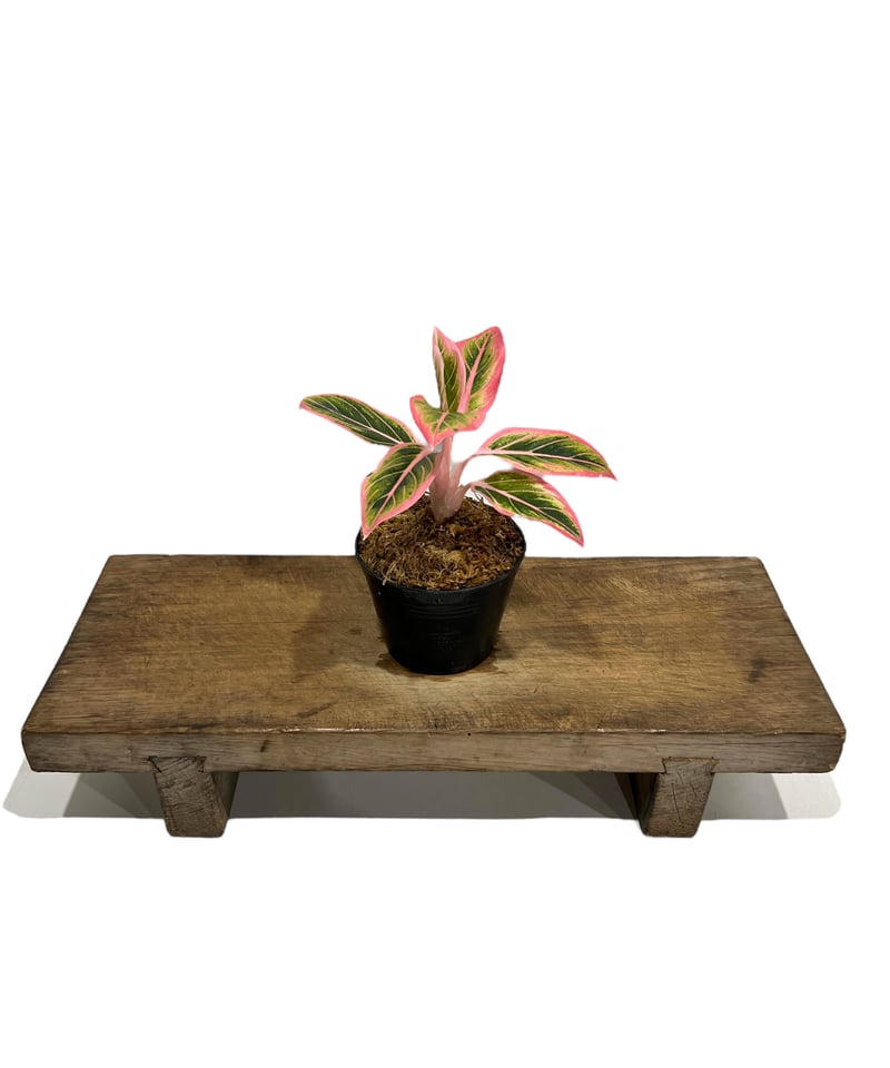 ハ*ン様 アグラオネマ　ロータスデライト アグラオネマ ロータス デライト 「Aglaonema Lotus Delight