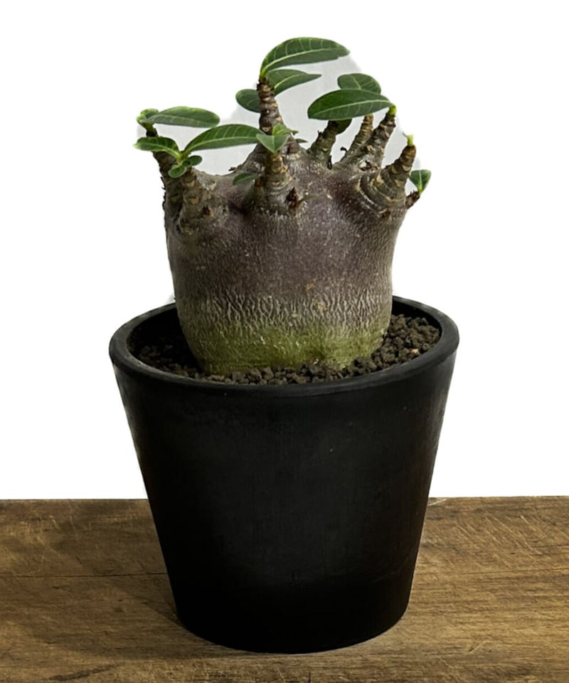 アデニウム アラビカムドワーフ タイプ “ブラック”「adenium arabicum