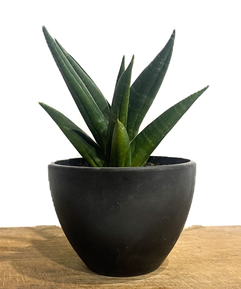 EMP サンセベリア ブラックキャッスル / 左が成長イメージSA421 EMP サンセベリア ブラックキャッスル / 左が成長イメージSA421 EMP