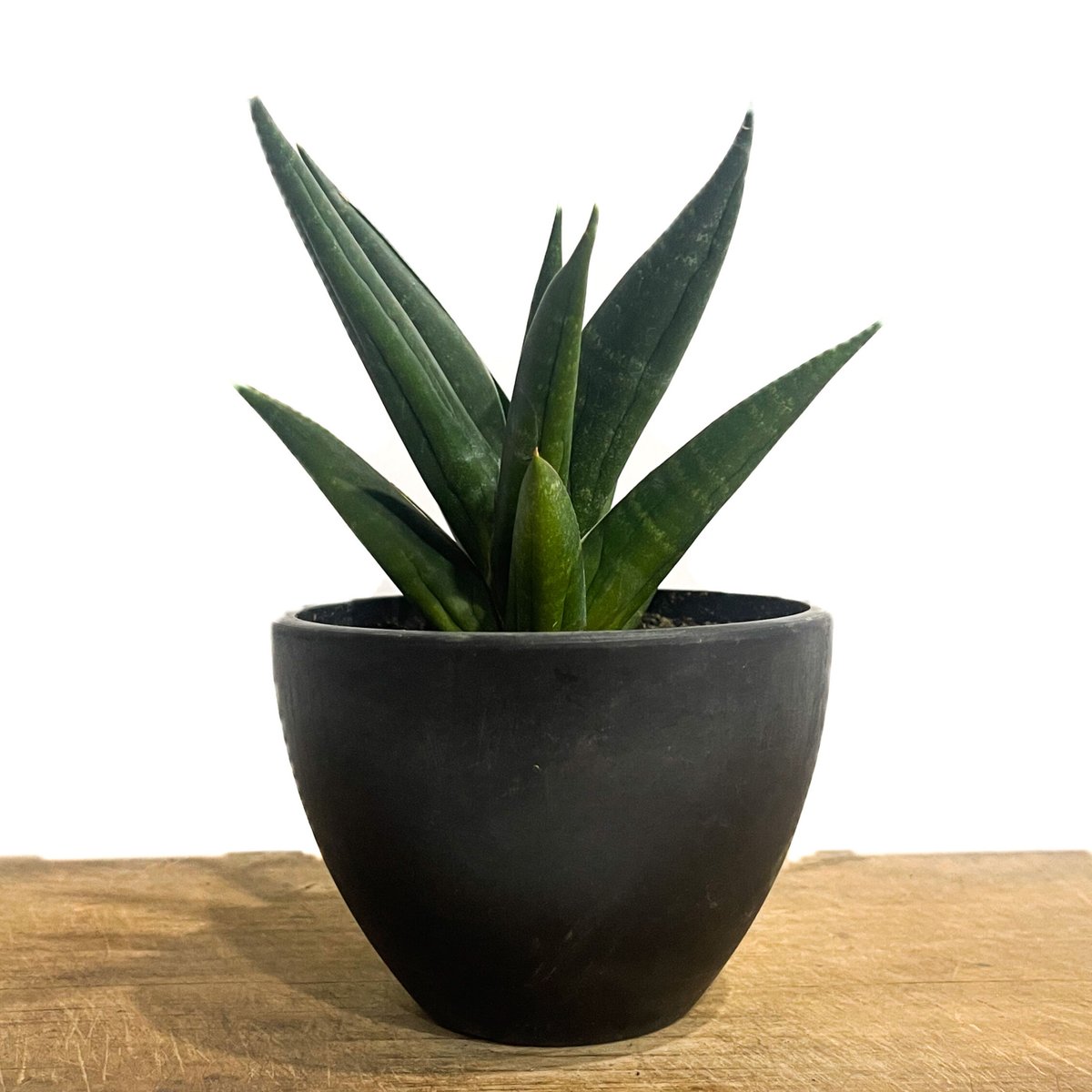 サンスベリアブラックキャッスル Sansevieria Black Castle Sansevieria Black Castle サンセベリア ブラックキャッスル 黒