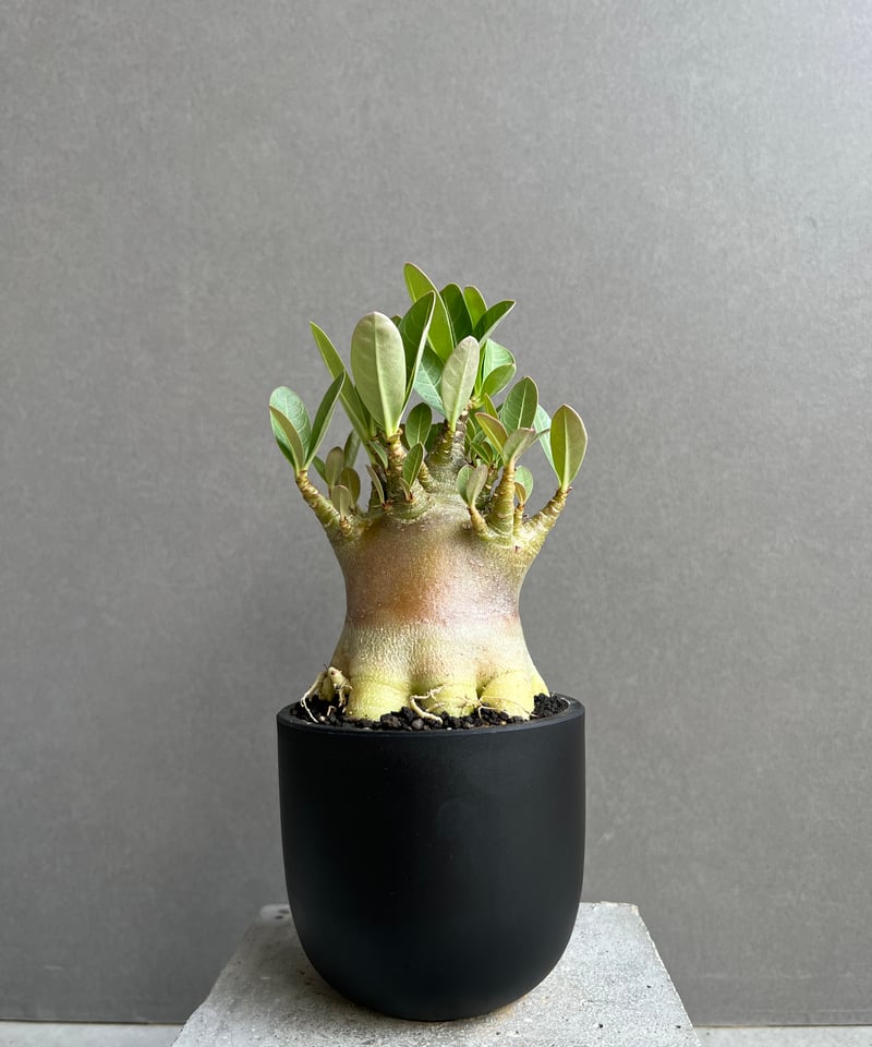 アデニウム アラビカム スーパー ドワーフ “ブラック” 「Adenium