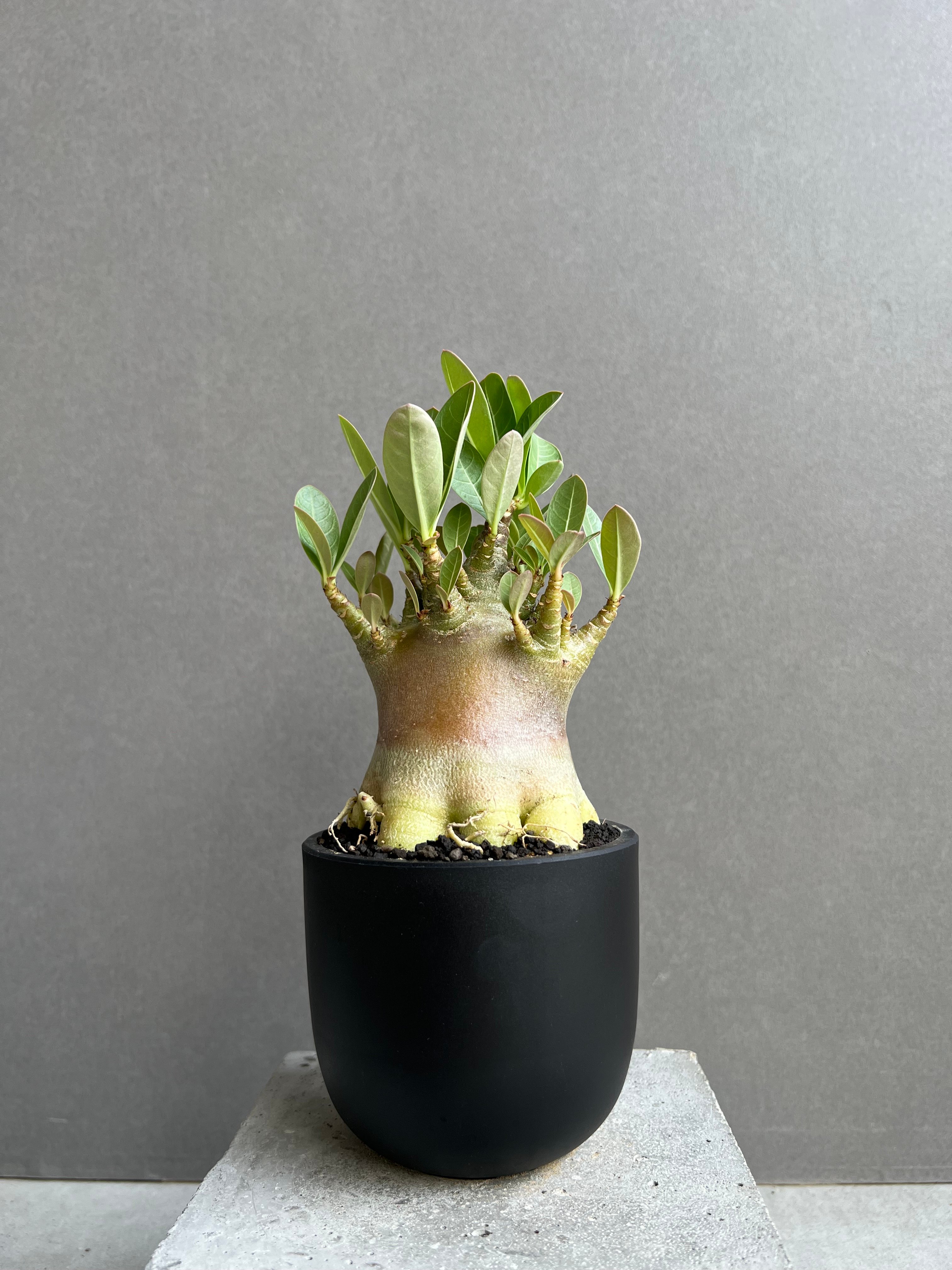 アデニウム アラビカム スーパー ドワーフ “ブラック” 「Adenium