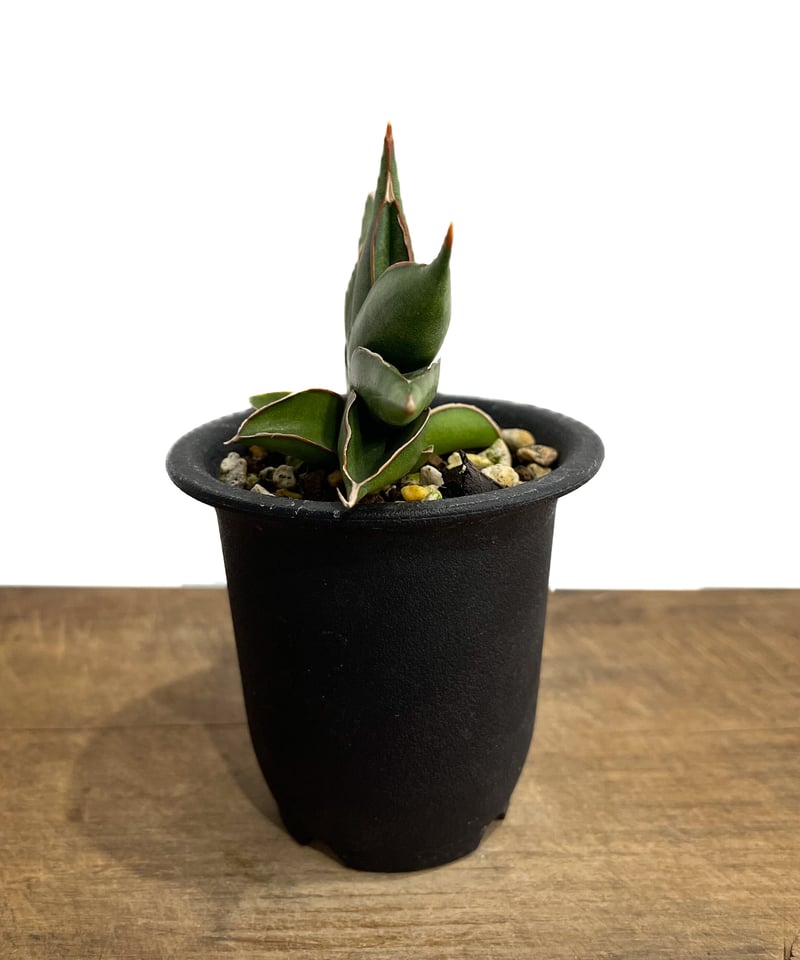 サンセベリア サワディー 「Sansevieria Sawasdee」10/4 | SHOUC