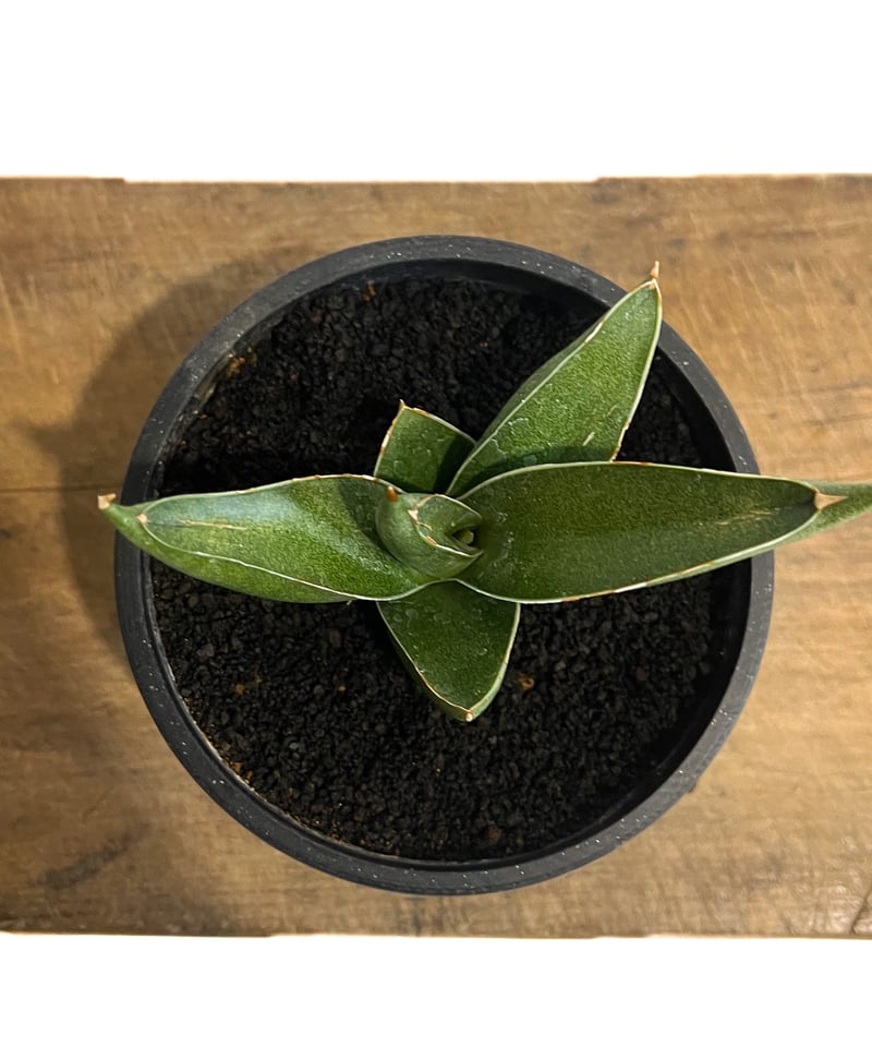 サンセベリア ピングイキュラ x ロリダ「Sansevieria pinguicula