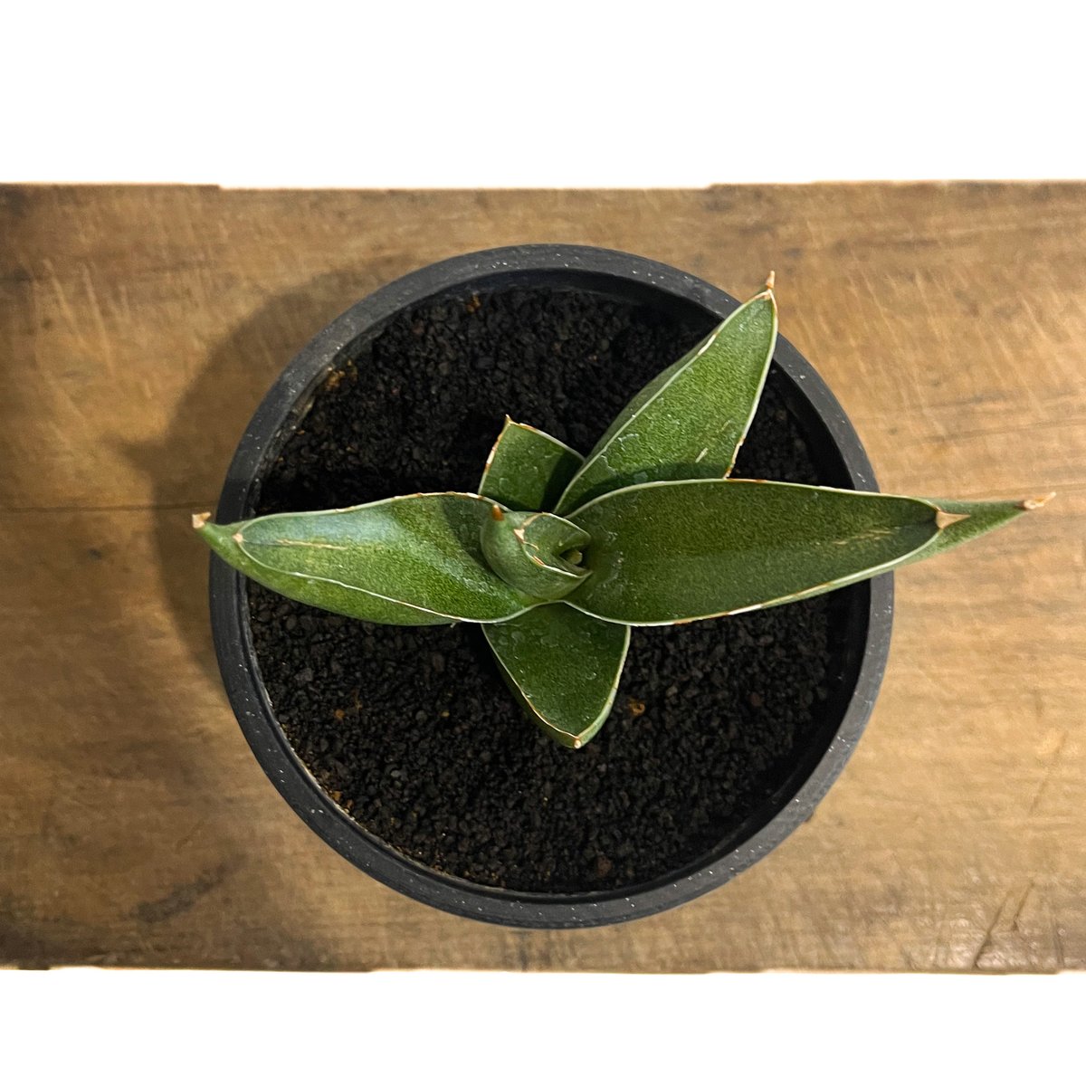 サンセベリア ピングイキュラ x ロリダ「Sansevieria pinguicula x r