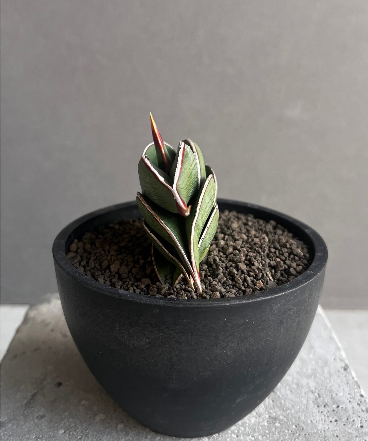 サンセベリア ロリダ 「Sansevieria rorida」8A | SHOUCHIKUEN