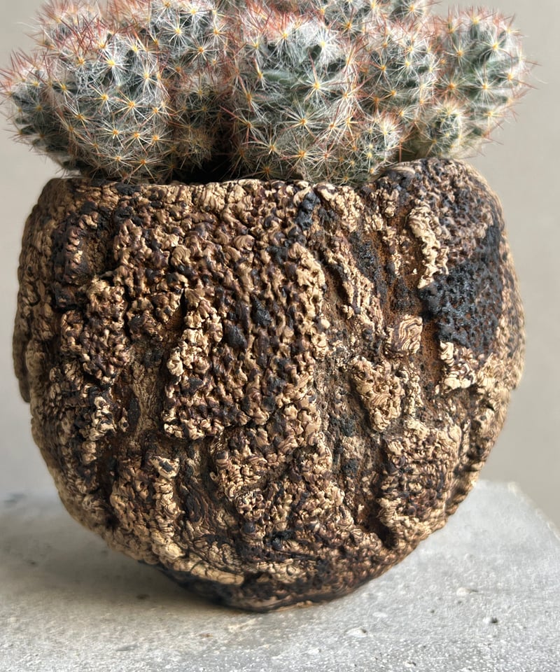 マミラリア 松霞+ plantsmonsters pot 「Mammillaria multi