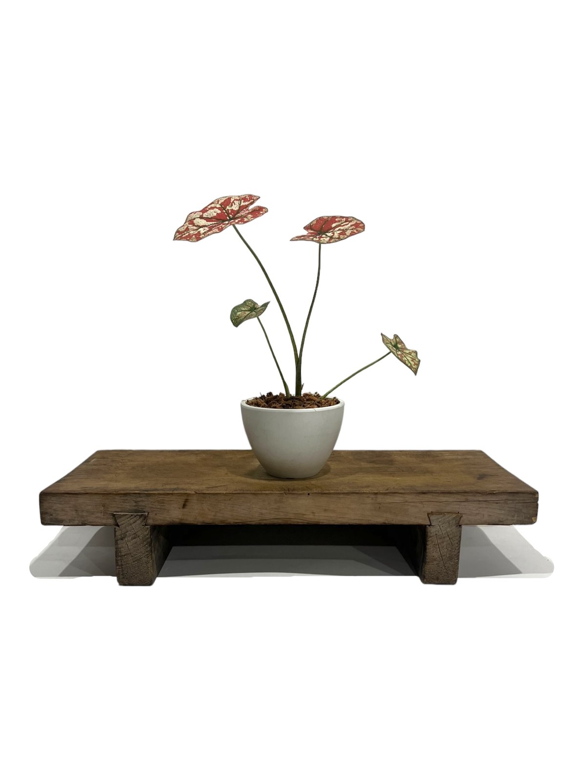 カラジューム ハイブリッド “選抜個体”「 Caladium Hybrid