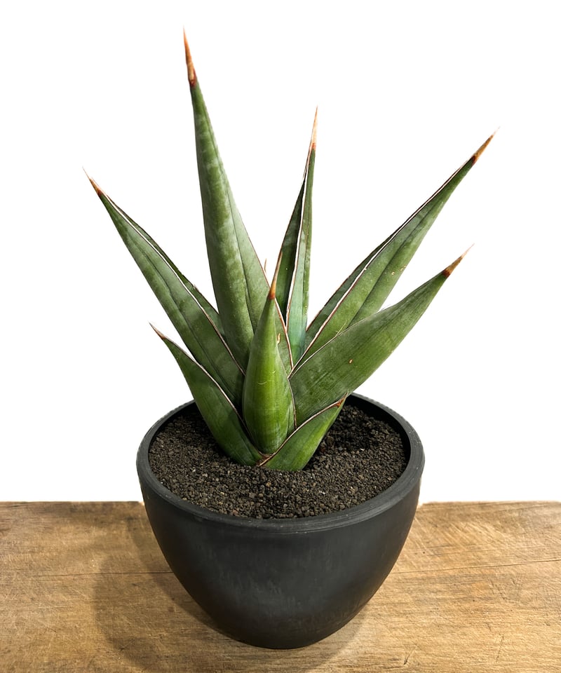 t*a様 S5000★オークション★サンスベリア ピングイキュラ ヴァエリガータ t*a様 S5000☆オークション☆サンスベリア ピングイキュラ