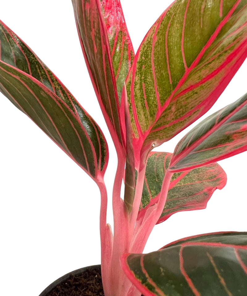 ラリック ジャイアントスワン 白鳥 鏡板 オブジェ 置物