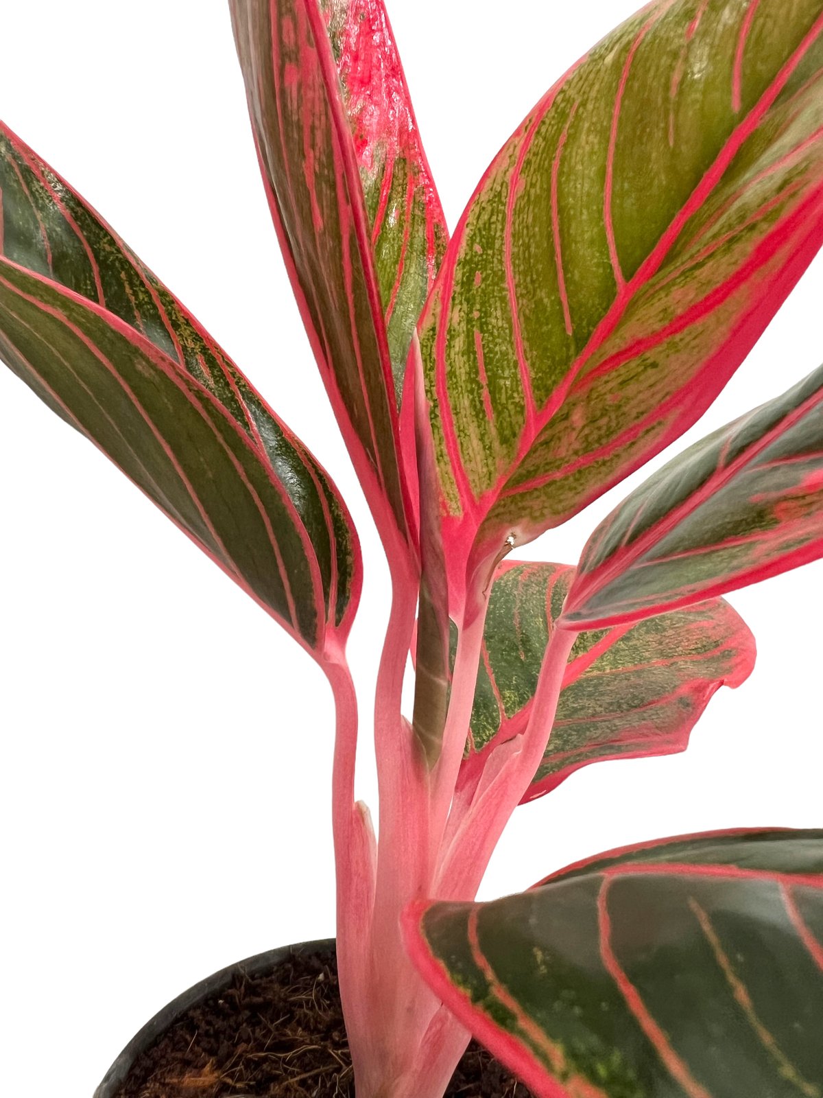さぎこう 　Aglaonema Lip Stick Aechmea C Ｈ Aglaonema Lipstick Plant