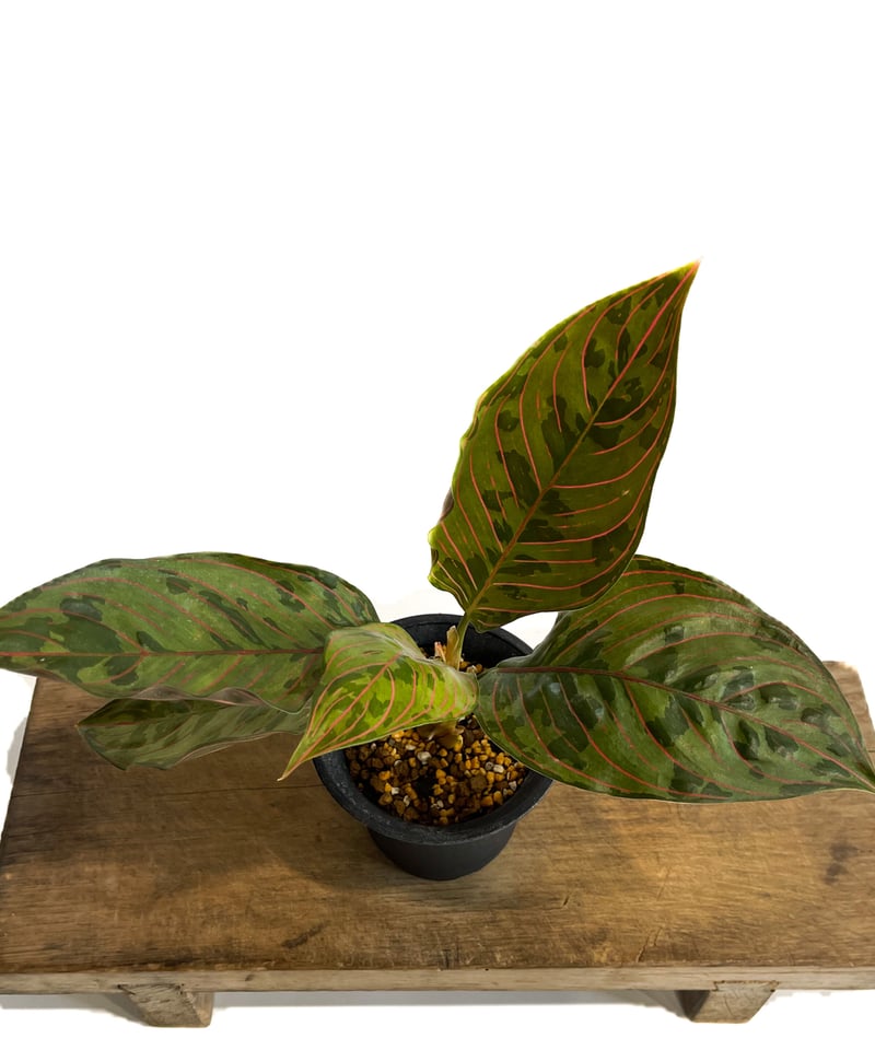 アグラオネマ レッドアーミー「Aglaonema Red Army」1/12 | SHOUCH